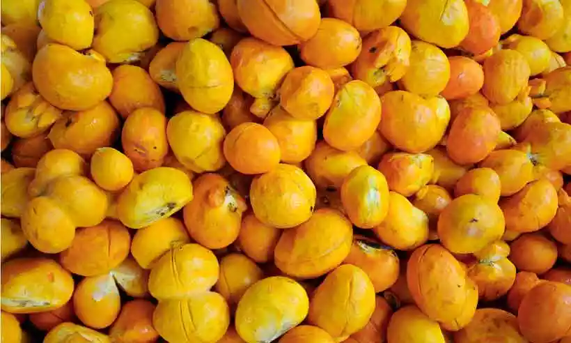 O pequi, fruto típico do Cerrado brasileiro, é conhecido por seu sabor único e aroma marcante. Essa iguaria amarela e espinhosa é uma fonte rica de nutrientes, como vitaminas A e C, além de minerais. Popular na culinária regional, o pequi é frequentemente utilizado em pratos tradicionais, como o arroz com pequi. Seu sabor peculiar e sua presença cultural destacam-no como um símbolo da diversidade gastronômica e ambiental do Brasil.